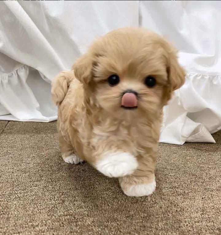 ㅤ
