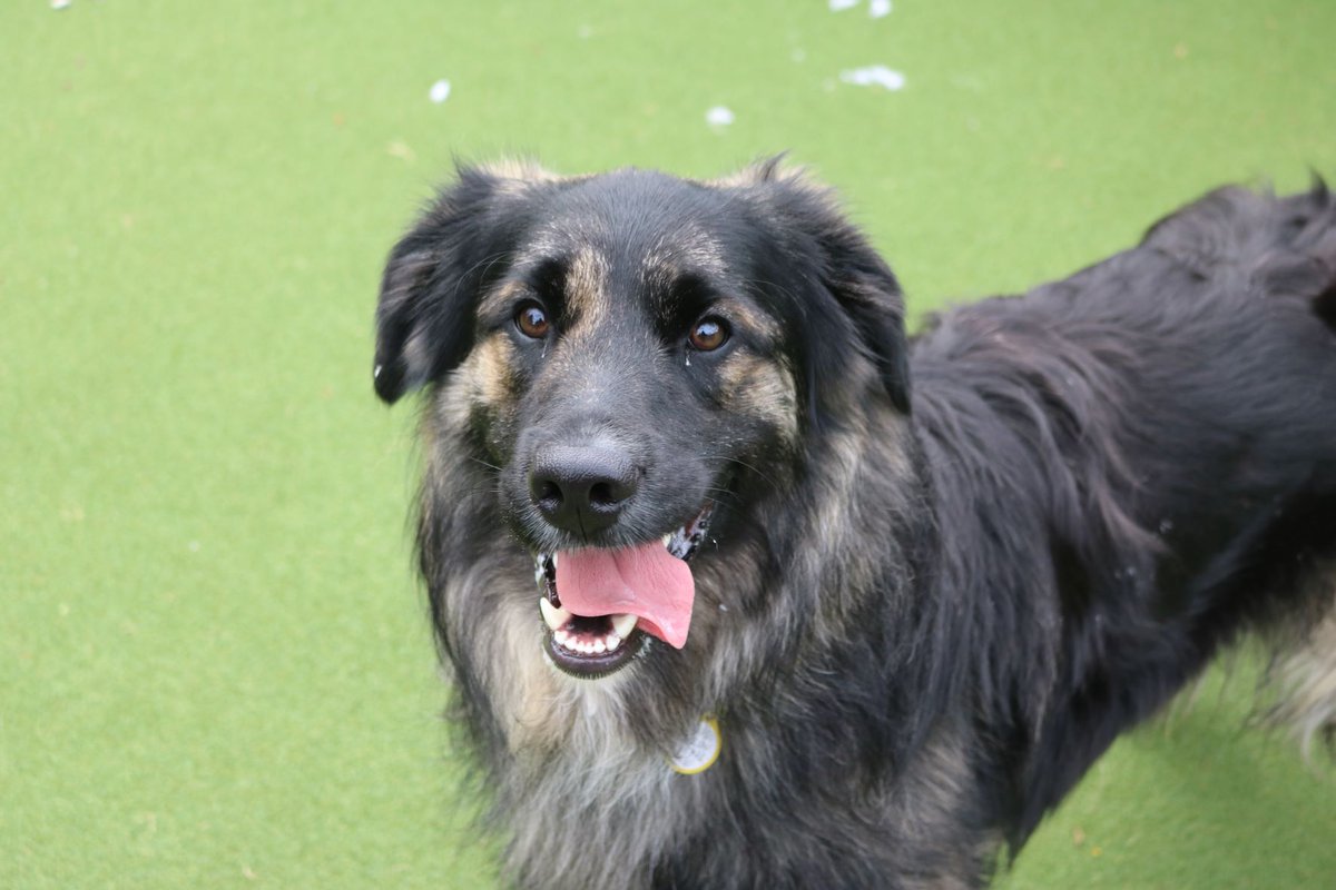 Gordon is a stunning 1 year old Golden Retriever x Collie who is on the lookout for his forever home. He is a total sweetheart, super floofy and a very good boy! 🥰💗
