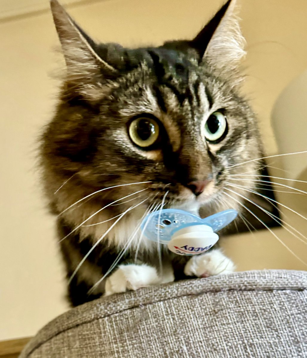 Isabelle Chataignier tweet media