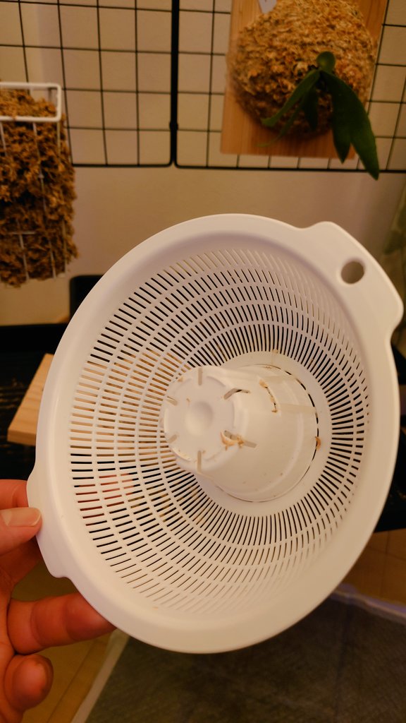 linC_plants's tweet photo. このボールに水苔をギュッと入れて、カリカリに乾かせば土台の完成☆
丸く作るの苦手な人にはいいかも😀 https://t.co/J12HiuntDT