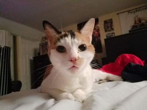 JDfromNY206's tweet image. After the stream last night, I spent the rest of the night with Bacardi in my office. She didn’t look good. I went to bed at 2am last night. I told her, as I cried PLEASE stay with me til the morning when I wake up. I spent the morning with her, and she passed away this morning…