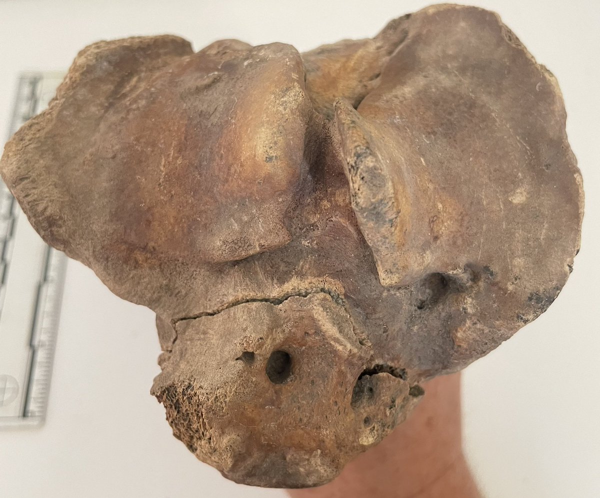 Hayley_Bone's tweet image. An interesting animal bone in todays assemblage! Possible trauma (impact/dislocation?) related pathology with a bone infection? #zooarchaeoloy #disease #pathology #bones