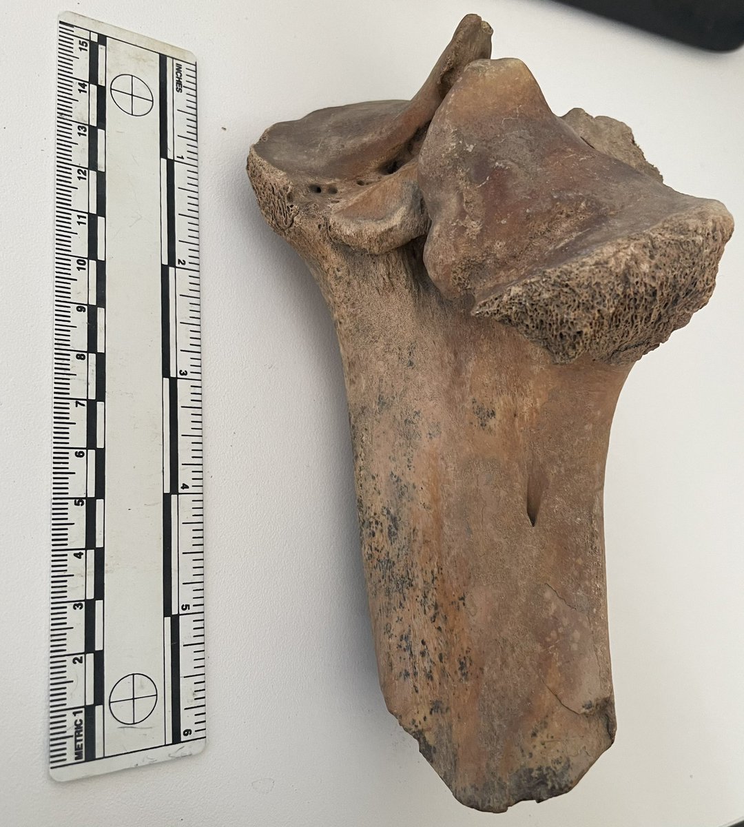 Hayley_Bone's tweet image. An interesting animal bone in todays assemblage! Possible trauma (impact/dislocation?) related pathology with a bone infection? #zooarchaeoloy #disease #pathology #bones