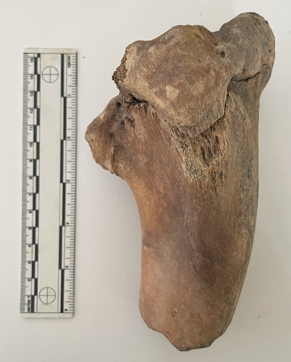 Hayley_Bone's tweet image. An interesting animal bone in todays assemblage! Possible trauma (impact/dislocation?) related pathology with a bone infection? #zooarchaeoloy #disease #pathology #bones