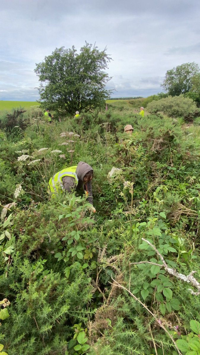WOLCT's tweet photo. An adventure up the Cockburn tributary today for our volunteers.

Having found a seed source of Himalayan balsam last yr. We returned to further battle this invasive species before seeds come down to the main river.

Many hundred pulled today 
@Edinburgh_CC
#INNS #upstreambattle https://t.co/7MOt6hfpPO