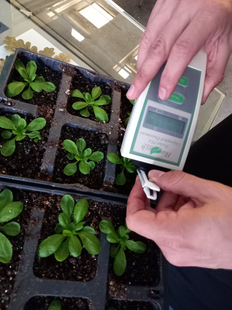 TERRAFORM (@terraform_h2020) on Twitter photo It is a busy summer for our research team & intern students at our Variable Light and Atmosphere Lab <a href="/tcddublin/">Trinity College Dublin</a>! With so much help, research is going smoothly and we're making exciting progress on our projects. Thank you to everyone involved! 🌞🔬🌱 <a href="/TCD_NatSci/">School of Natural Sciences, Trinity College Dublin</a> <a href="/ERC_Research/">European Research Council (ERC)</a> It is a busy summer for our research team & intern students at our Variable Light and Atmosphere Lab <a href="/tcddublin/">Trinity College Dublin</a>! With so much help, research is going smoothly and we're making exciting progress on our projects. Thank you to everyone involved! 🌞🔬🌱 <a href="/TCD_NatSci/">School of Natural Sciences, Trinity College Dublin</a> <a href="/ERC_Research/">European Research Council (ERC)</a>