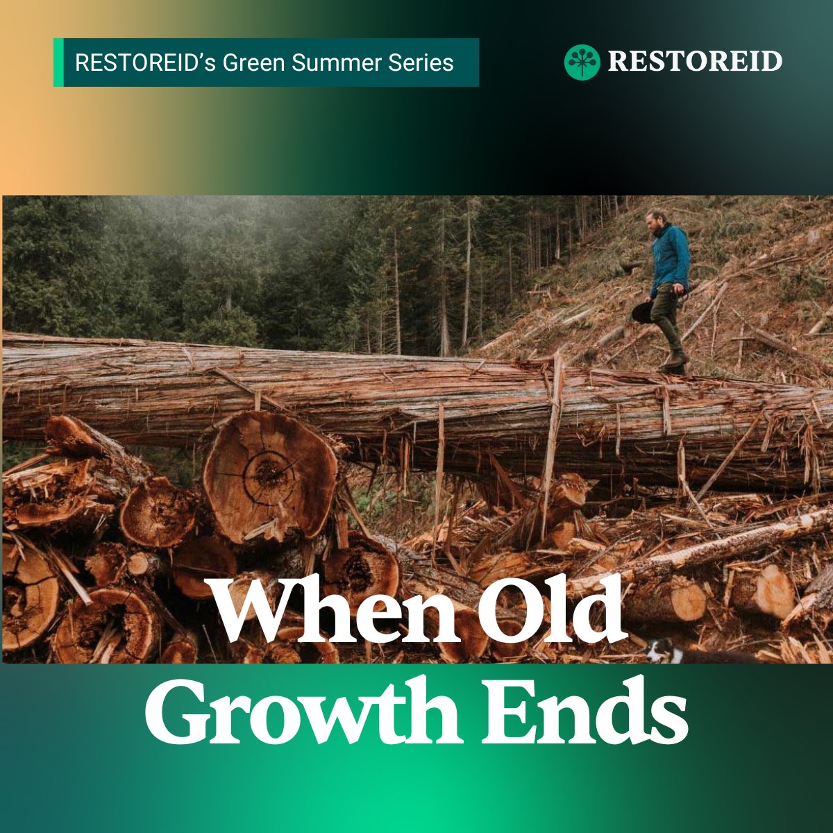 "When Old Growth Ends" tells the story of the Tongass National Forest in Alaska. 🐟🌲

📽️ Trailer: vimeo.com/263963643

Inspired by Dogwood Alliance article by Nataly Perez Manrique.

#RESTOREID #GreenSummerSeries
