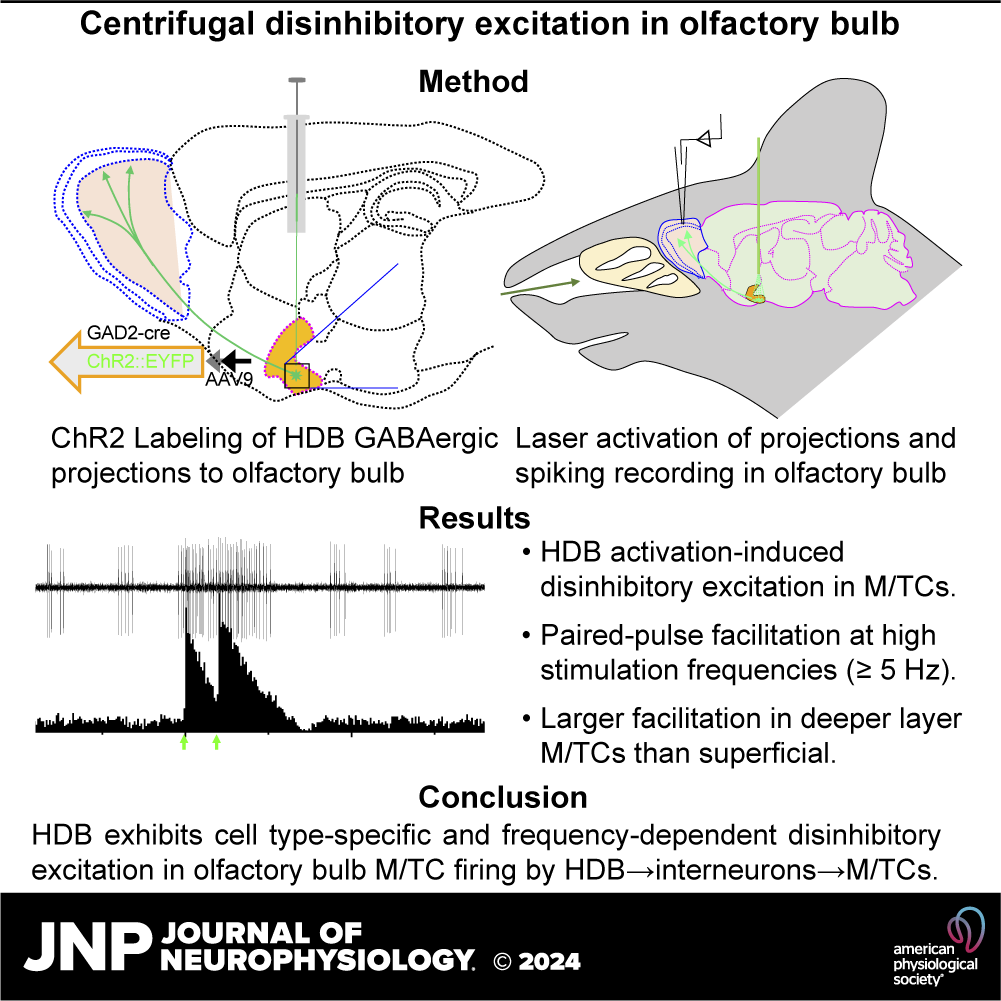 JNeurophysiol's tweet photo. ➡️New research by Adam C. Puche et al. "Cell type-specific and frequency-dependent centrifugal modulation in olfactory bulb output neurons in vivo"
https://t.co/dXd06fE5AO
#ShortTermPlasticity #CentrifugalProjections #NeuronalCircuits #disinhibition https://t.co/rw56ELGtuy