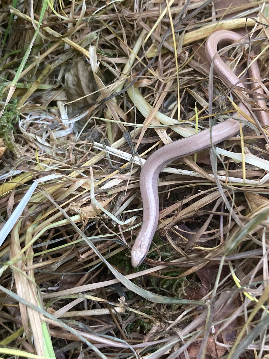 Hartpury University Animal and Agriculture (@hartpuryunianag) on Twitter photo It's been a slow kind of day here on <a href="/Hartpury/">Hartpury University and Hartpury College</a> campus beautiful #slowworms found resting under our #reptile mats! Such docile creatures that help with ridding your garden of pests like slugs and snails It's been a slow kind of day here on <a href="/Hartpury/">Hartpury University and Hartpury College</a> campus beautiful #slowworms found resting under our #reptile mats! Such docile creatures that help with ridding your garden of pests like slugs and snails