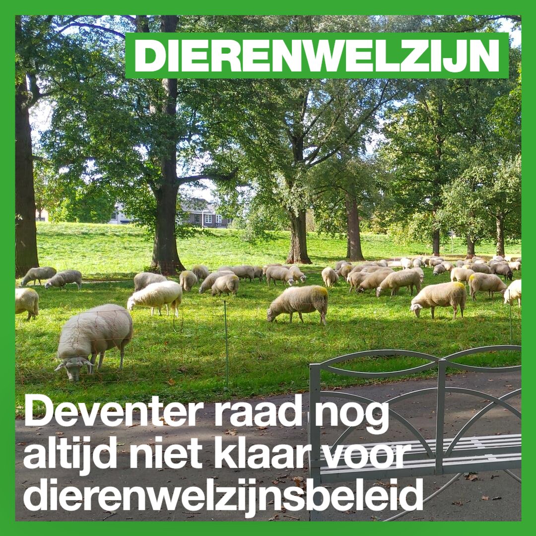 🦦Voor GroenLinks doen dieren er toe: ze verdienen bescherming, zorg en ruimte. Daarom dienden we een voorstel in om actief dierenwelzijnsbeleid te voeren in Deventer. Helaas haalde dit voorstel het niet. Lees hier meer⤵️
deventer.groenlinks.nl/nieuws/devente…