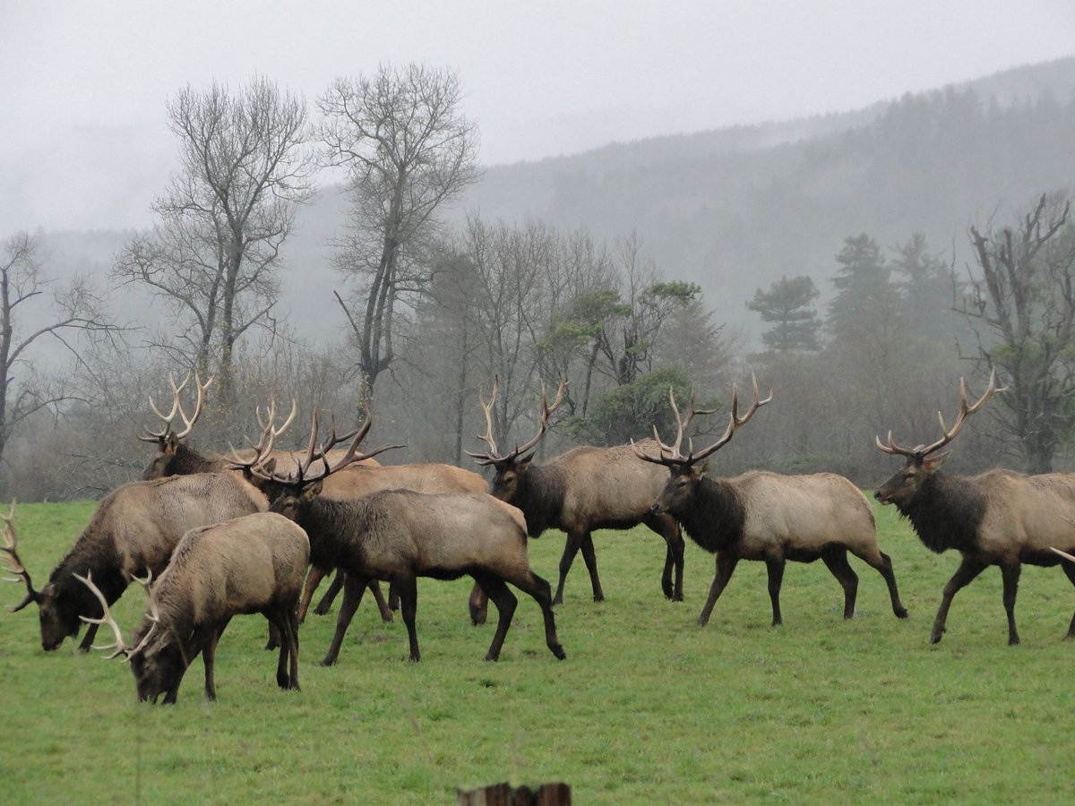 localBuddygo's tweet photo. Top 10 best hunting spots in the USA!                   

#10

🌲 Eureka, California - USA 🌲

Redwoods and Roosevelt elk – that's Eureka for you! Hunt in the midst of some of the tallest trees on earth. The majestic redwood forests provide a unique and awe-inspiring hunting environment. Eureka’s coastal location also offers stunning ocean views and fresh seafood to enjoy after your hunt. With Local Buddy, your Californian adventure will be one for the books! 🏹

Eureka's historic Old Town is a vibrant area filled with Victorian architecture and quirky shops, perfect for a post-hunt stroll. #RedwoodHunt #California #LocalBuddy #travel #hunting #hiking