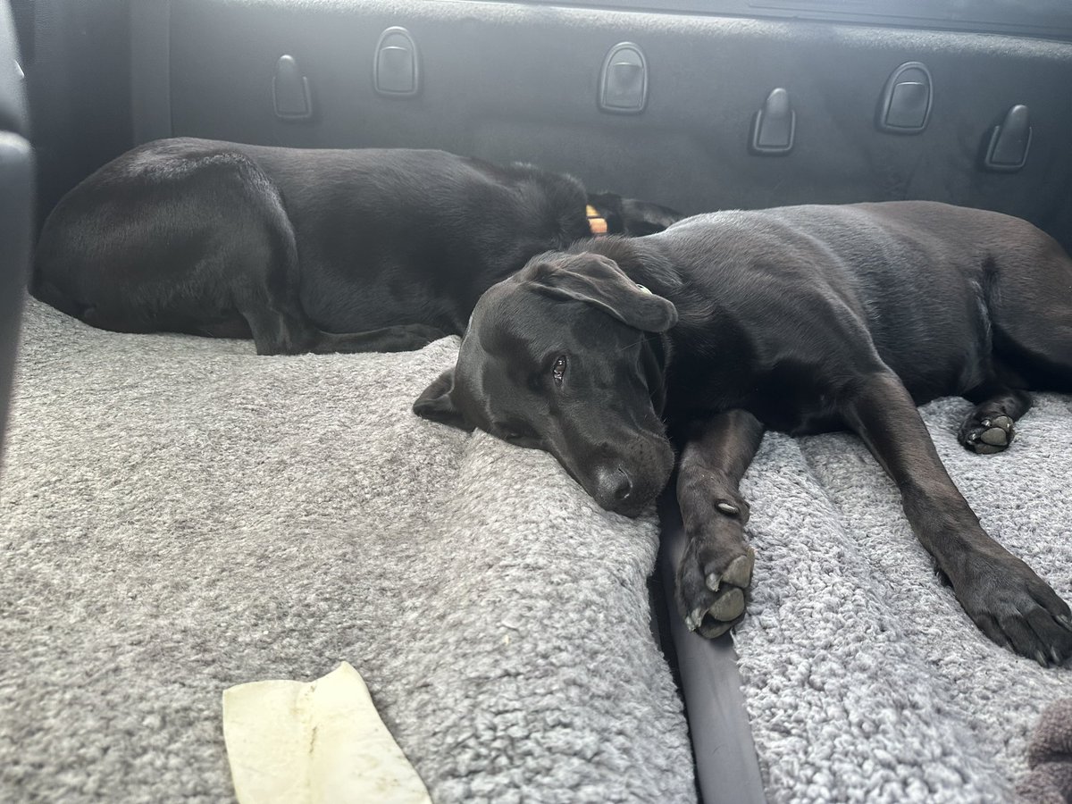 JasonShutley's tweet image. Should my dogs get to vote? #Democrats say yes!
Not US citizens: ✅
No form of government ID✅
Reside in the US  ✅
Someone else pays for healthcare ✅
Not employed and under 18✅
#dogs are eligible it seems. I will fill out the mail in ballots for them✅