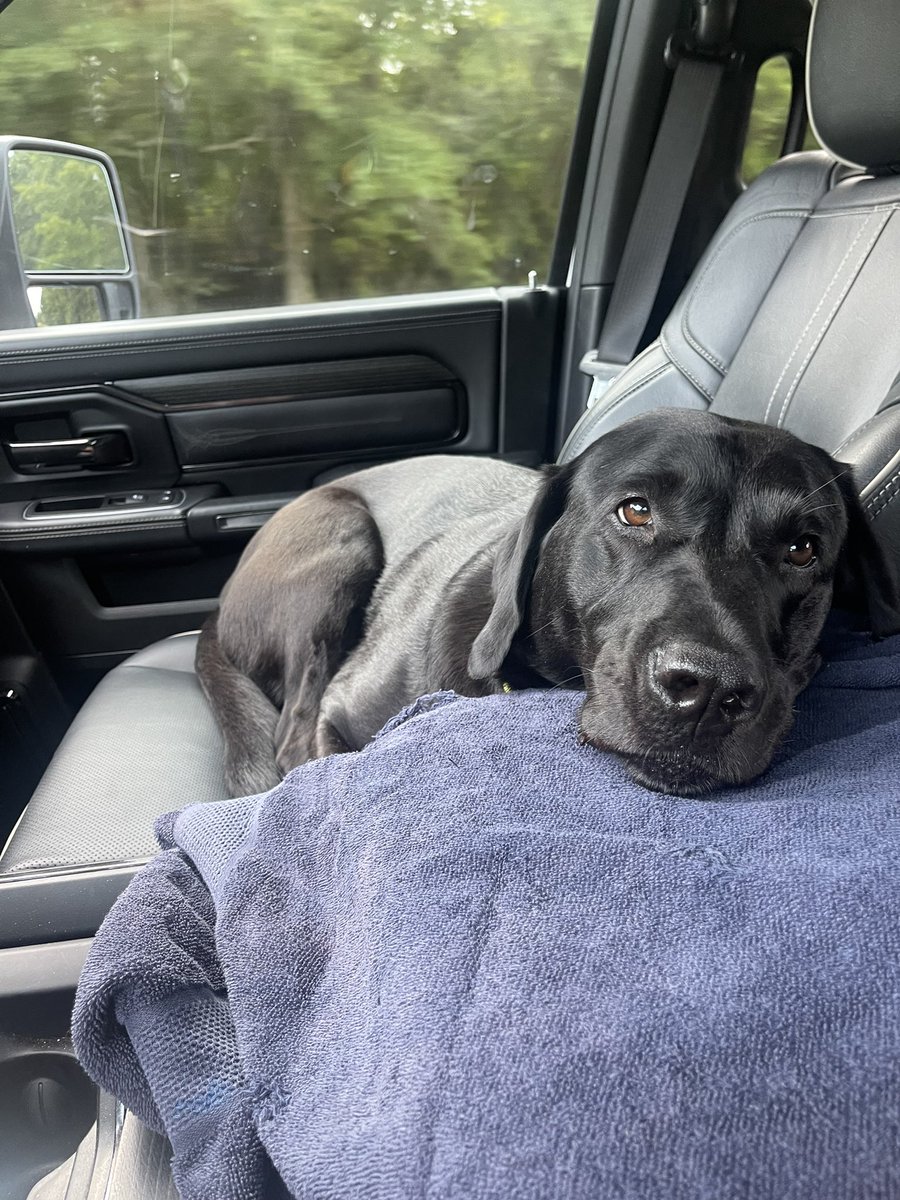 JasonShutley's tweet image. Should my dogs get to vote? #Democrats say yes!
Not US citizens: ✅
No form of government ID✅
Reside in the US  ✅
Someone else pays for healthcare ✅
Not employed and under 18✅
#dogs are eligible it seems. I will fill out the mail in ballots for them✅