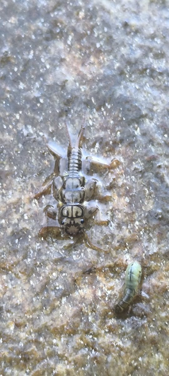 arrendajillo's tweet photo. Un #macroinvertebrado fascinante, #bioindicador del buen estado del agua del #riodilar.
#plecoptero #perlidae, junto a un #tricoptero https://t.co/WQqoiI0REq