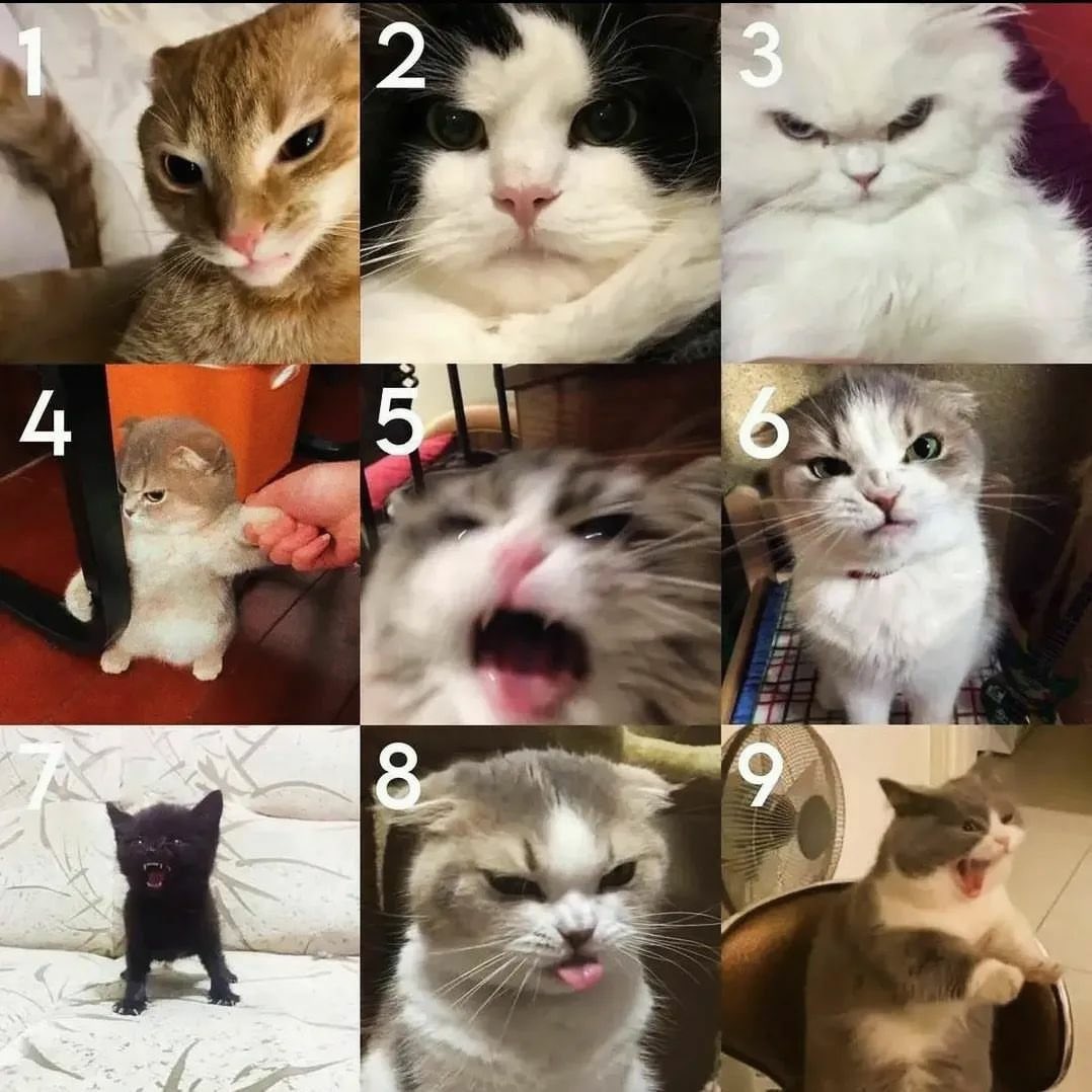 Si tú fueras un gatito enojado ¿Cuál de ellos serías? 😡🐱