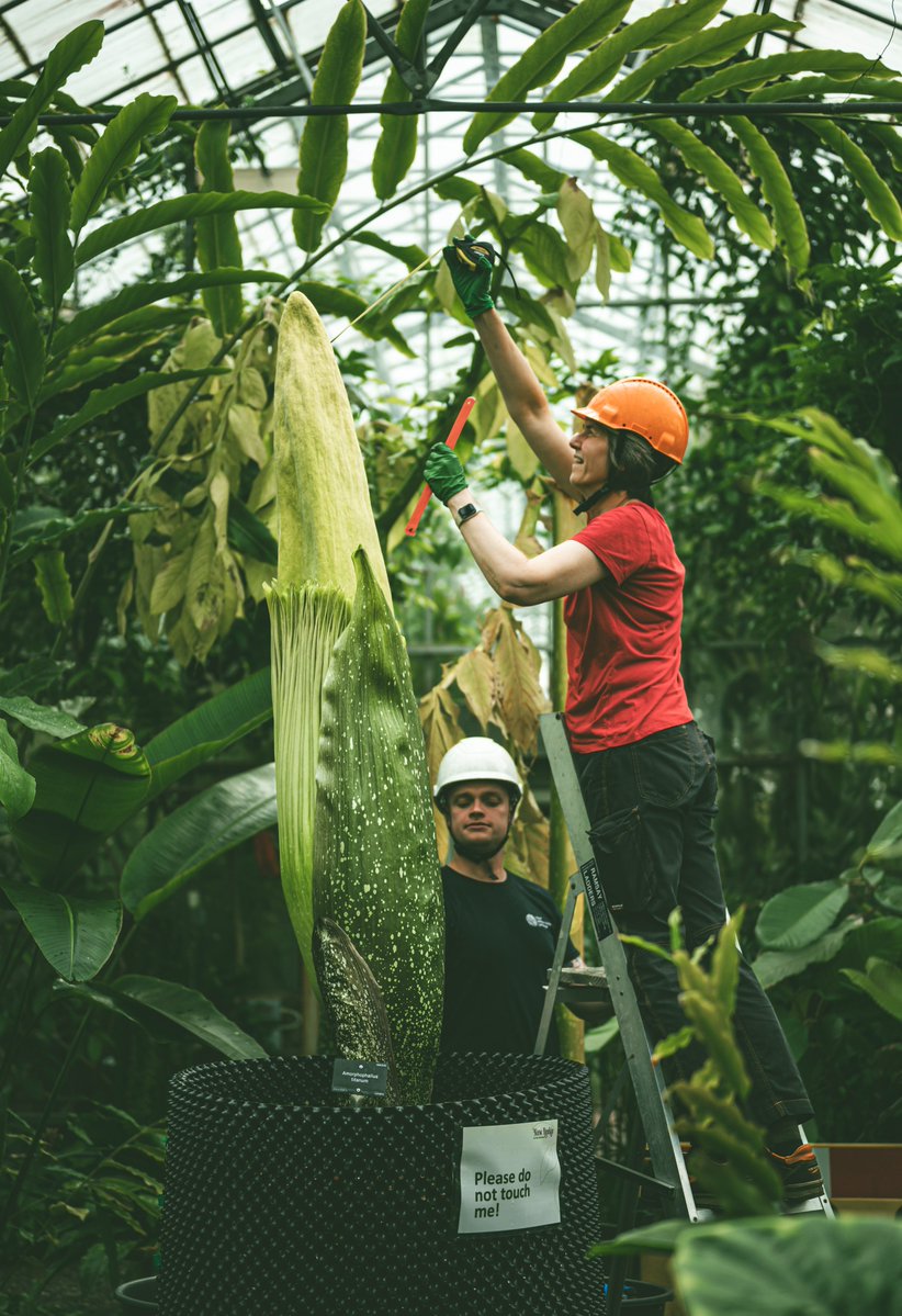 I think my minions are going to need a bigger ladder! 16cm growth in one day - the most I've *ever* grown in 24hrs 🥇🥇🥇 

#Amorphophallus #TitanArum #RBGEHort #NewReekie