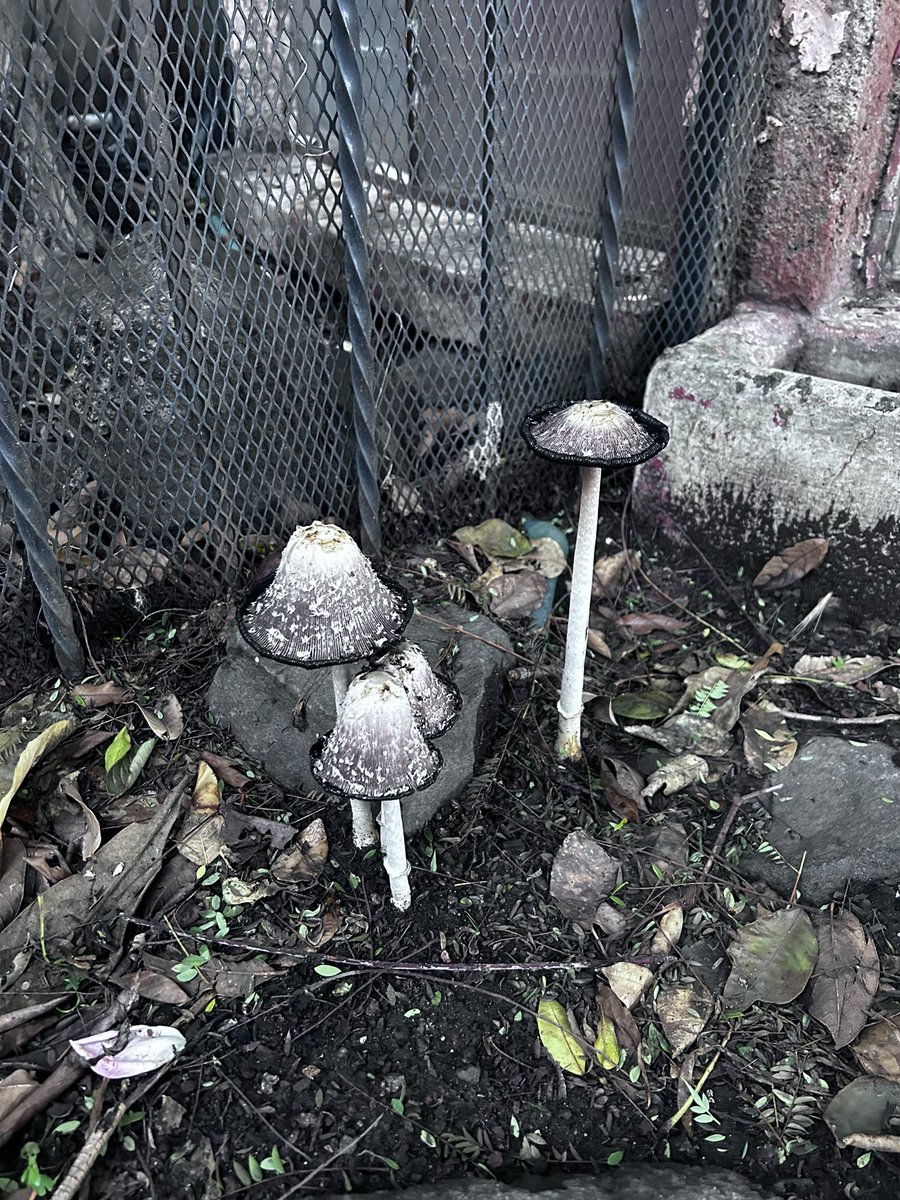 baronesarampant's tweet photo. Siento la obligación de decirle a @Fungi_Cosas que nacieron cuatro bebés en mi jardín. Aquí se los pongo para que los vea. https://t.co/eeLZdE4WHX