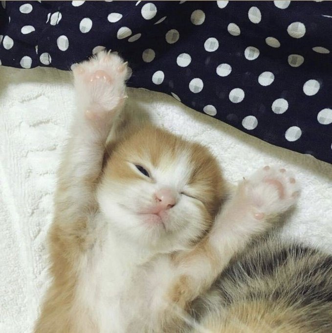 My bf doesn&rsquo;t believe me when I tell him the only reason I use Twitter as frequently as I do is for the