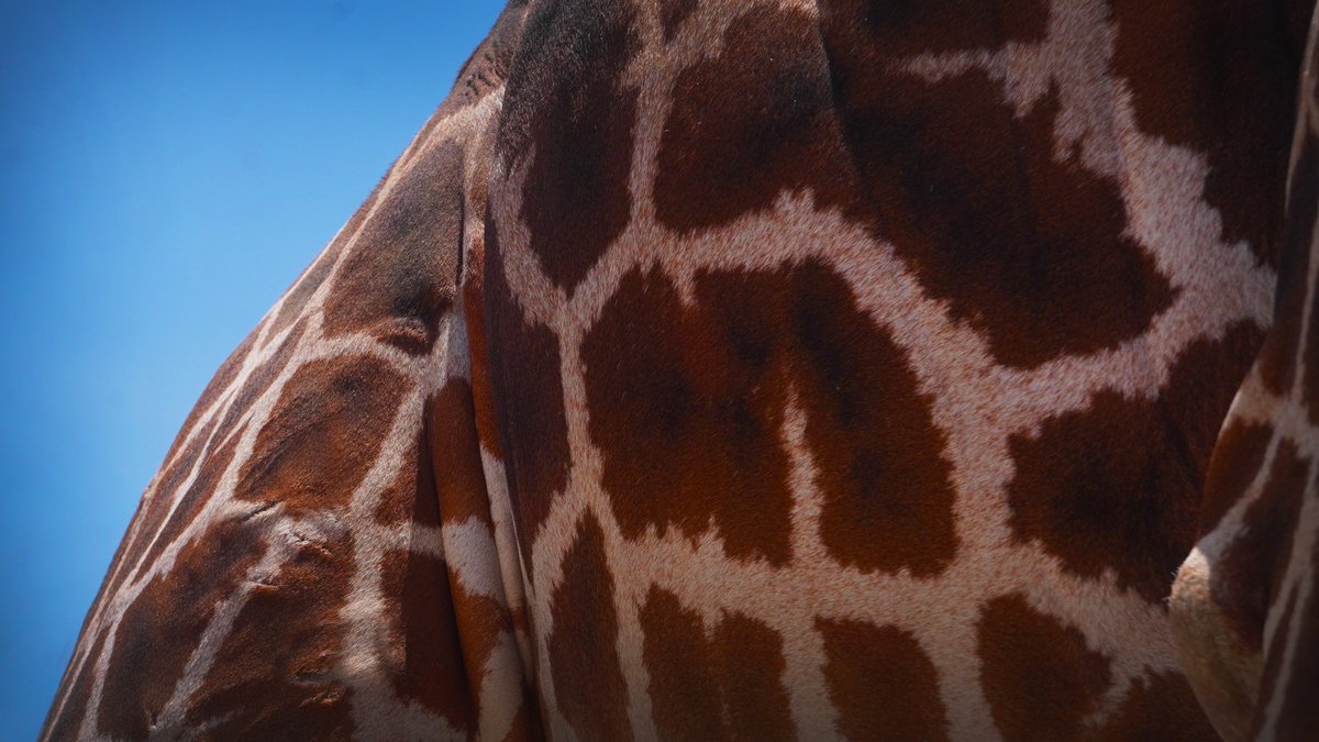 teotihuacanmxg's tweet image. Vive una experiencia de altura en Reino Animal 🦒 Conoce a Sombaya, adquiere tus entradas en el sitio web de este Centro de Conservación de la Vida: 🎟️ reinoanimal.com.mx/shop

#Teotihuacán #zoo #safari #zoológico #jirafa #ReinoAnimal