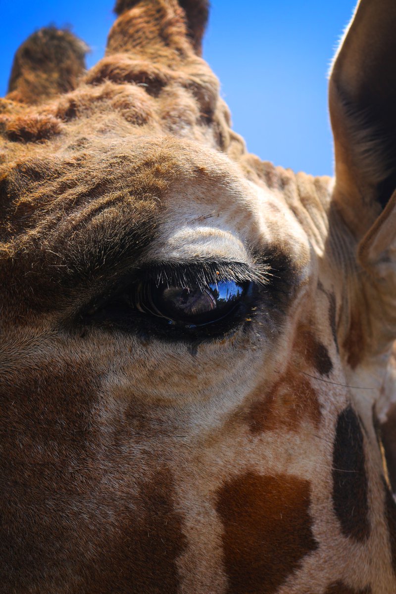 teotihuacanmxg's tweet image. Vive una experiencia de altura en Reino Animal 🦒 Conoce a Sombaya, adquiere tus entradas en el sitio web de este Centro de Conservación de la Vida: 🎟️ reinoanimal.com.mx/shop

#Teotihuacán #zoo #safari #zoológico #jirafa #ReinoAnimal