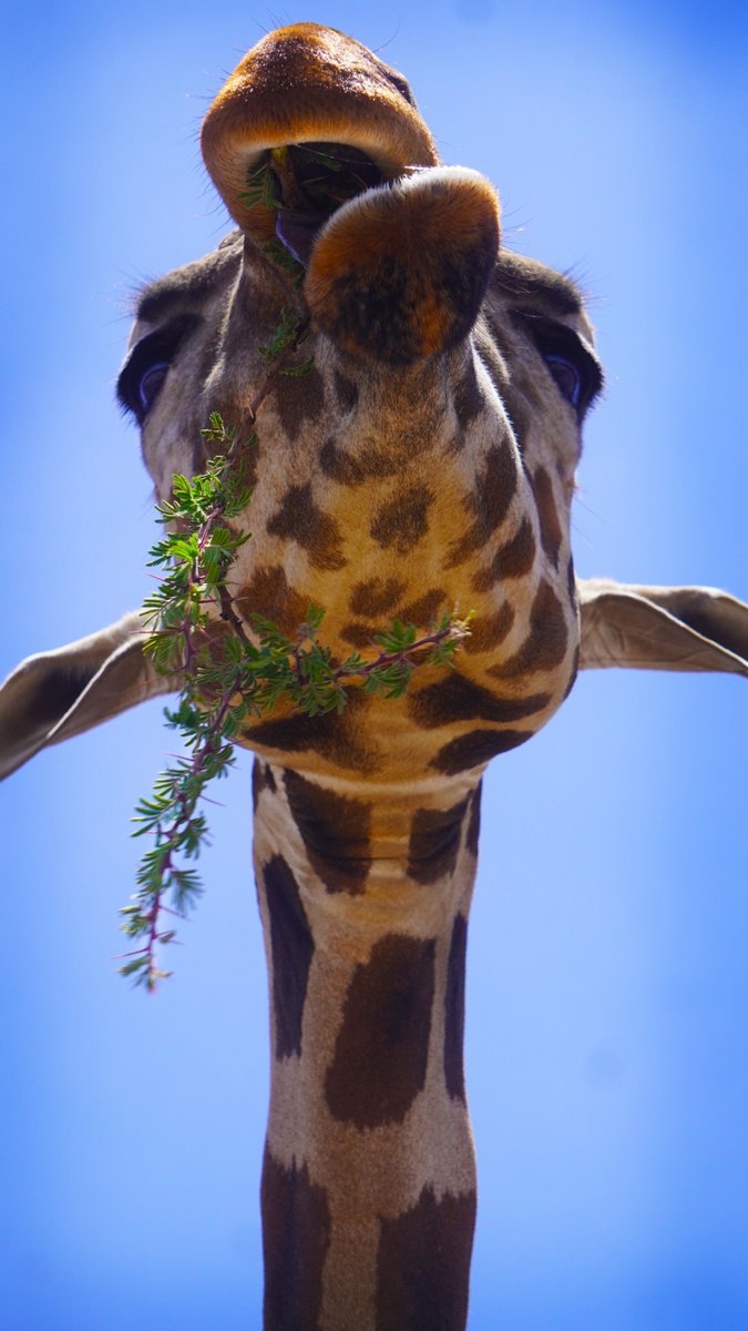 teotihuacanmxg's tweet image. Vive una experiencia de altura en Reino Animal 🦒 Conoce a Sombaya, adquiere tus entradas en el sitio web de este Centro de Conservación de la Vida: 🎟️ reinoanimal.com.mx/shop

#Teotihuacán #zoo #safari #zoológico #jirafa #ReinoAnimal
