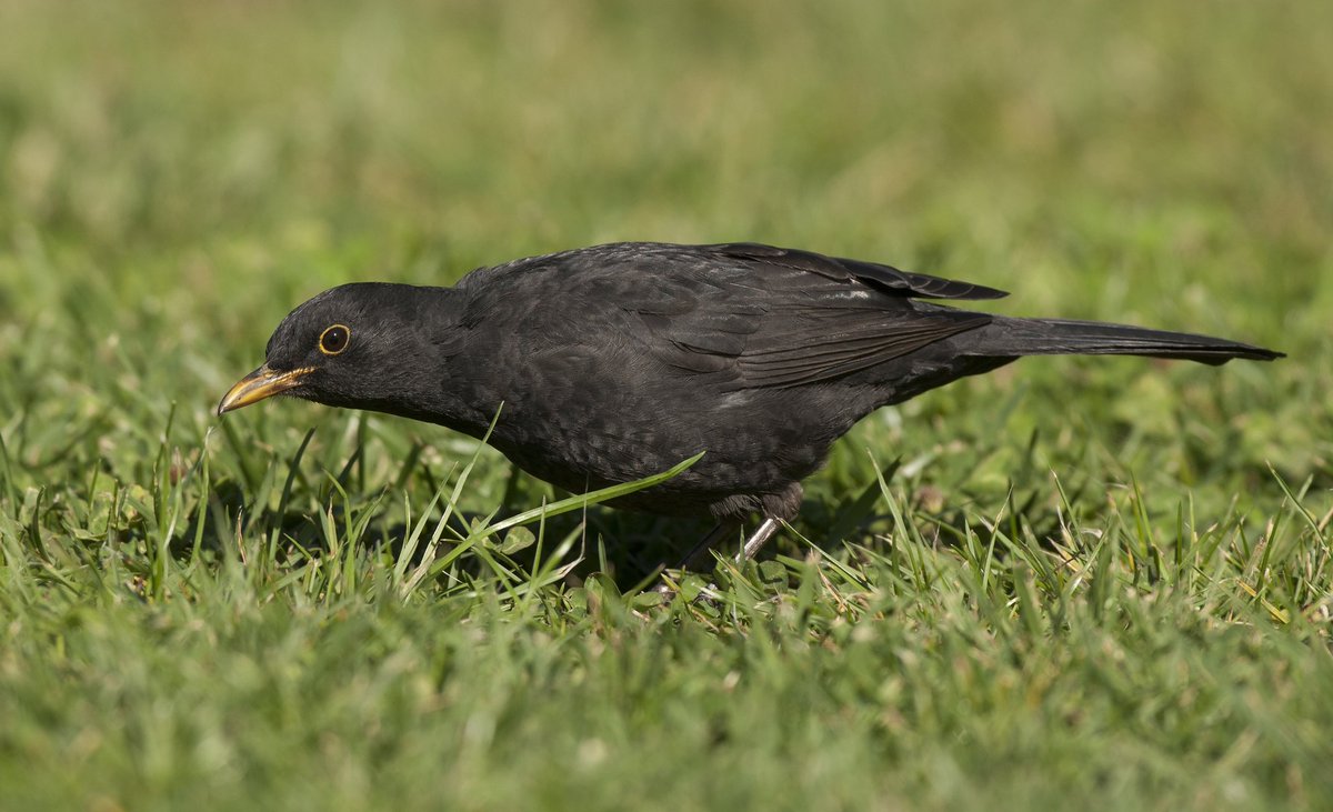 BirdLifeLU's tweet photo. «Verschwinden» der Amsel: Gegen Ende der #Brutzeit werden die Vögel unauffälliger. Jetzt ist die Zeit der #Mauser, des Gefiederwechsels. Die #Federn werden ersetzt und die #Vögel verhalten sich daher heimlicher. Die #Amsel ist somit weniger gut zu beobachten. Foto: Michael Gerber https://t.co/XufqZCCOuB