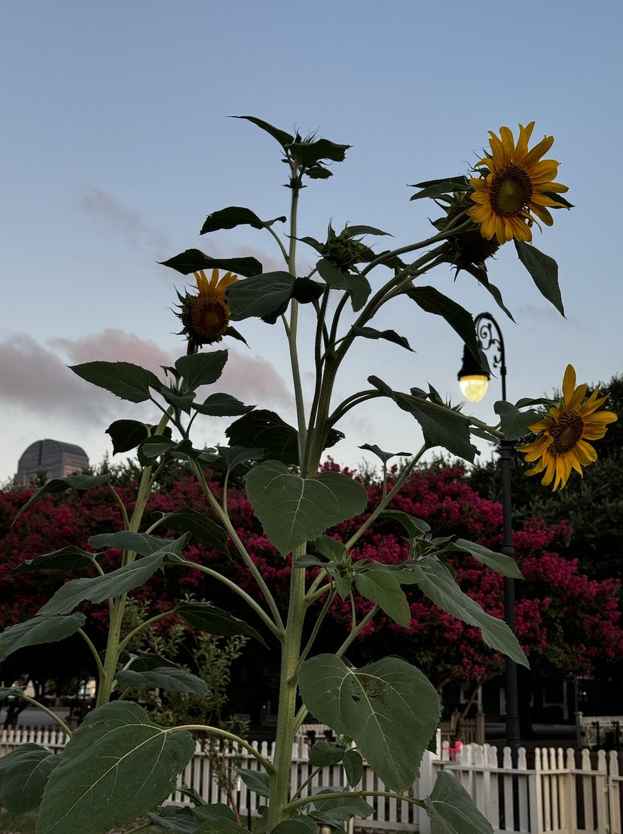 minervaco's tweet image. Video shoots allow us to capture the heart of our clients&apos; stories. Here&apos;s a snapshot from our latest one with @nfnlnews at #LibertyStreetGarden! 🎥

#MinervaClient #WorkInspired