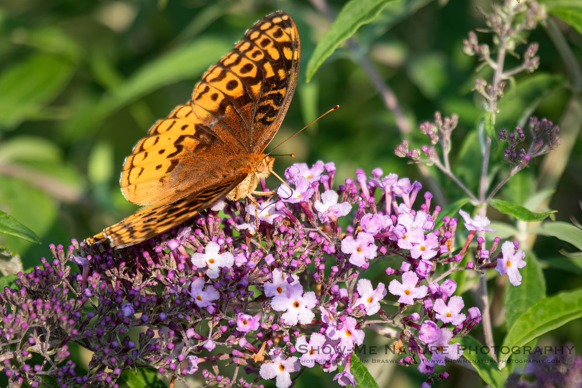 For Afternoon: "A Morning Snack" tinyurl.com/2ryyvpv4 #Missouri #Ozarks #butterfly
