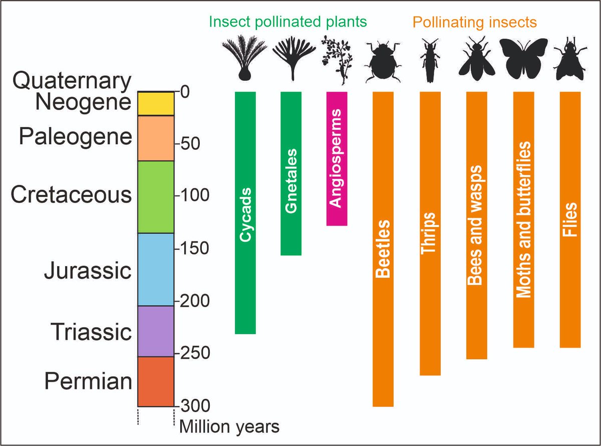 David Peris (@david_peris_) on Twitter photo 🥳The project #FLOW received funding!!
Thank you <a href="/AgEInves/">Agencia Estatal de Investigación</a>
I will investigate the establishment and consequences of mutualistic plant-insect relationships for the evolution of terrestrial ecosystems
New positions available soon... stay tuned!
#labPaleoecology
<a href="/IBB_botanic/">Institut Botànic de Barcelona</a> 🥳The project #FLOW received funding!!
Thank you <a href="/AgEInves/">Agencia Estatal de Investigación</a>
I will investigate the establishment and consequences of mutualistic plant-insect relationships for the evolution of terrestrial ecosystems
New positions available soon... stay tuned!
#labPaleoecology
<a href="/IBB_botanic/">Institut Botànic de Barcelona</a>