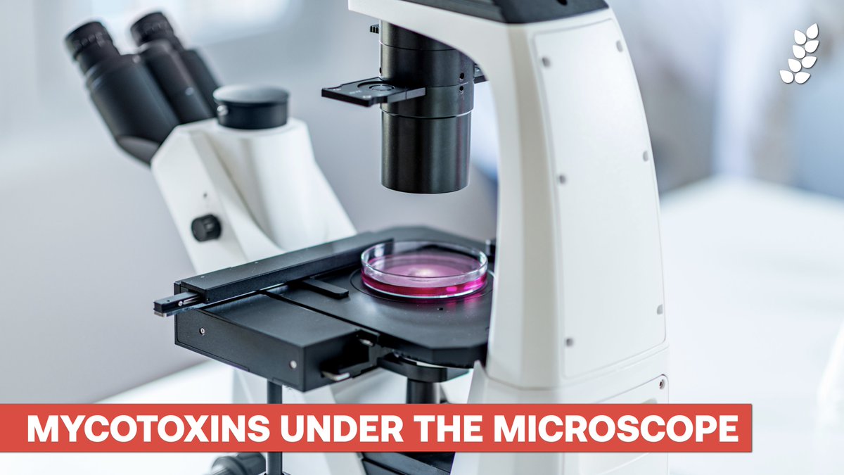 COCERAL_EU's tweet image. Spotlight: #Mycotoxins 🍄🌾

This @FAO report on #FoodSafety describes their significant impact: bit.ly/3Wg054J

Two of the main concerns are discontinuous monitoring and a rise in occurrence. That's why our members are working hard on the issue.

#WeeklyCOCERAL