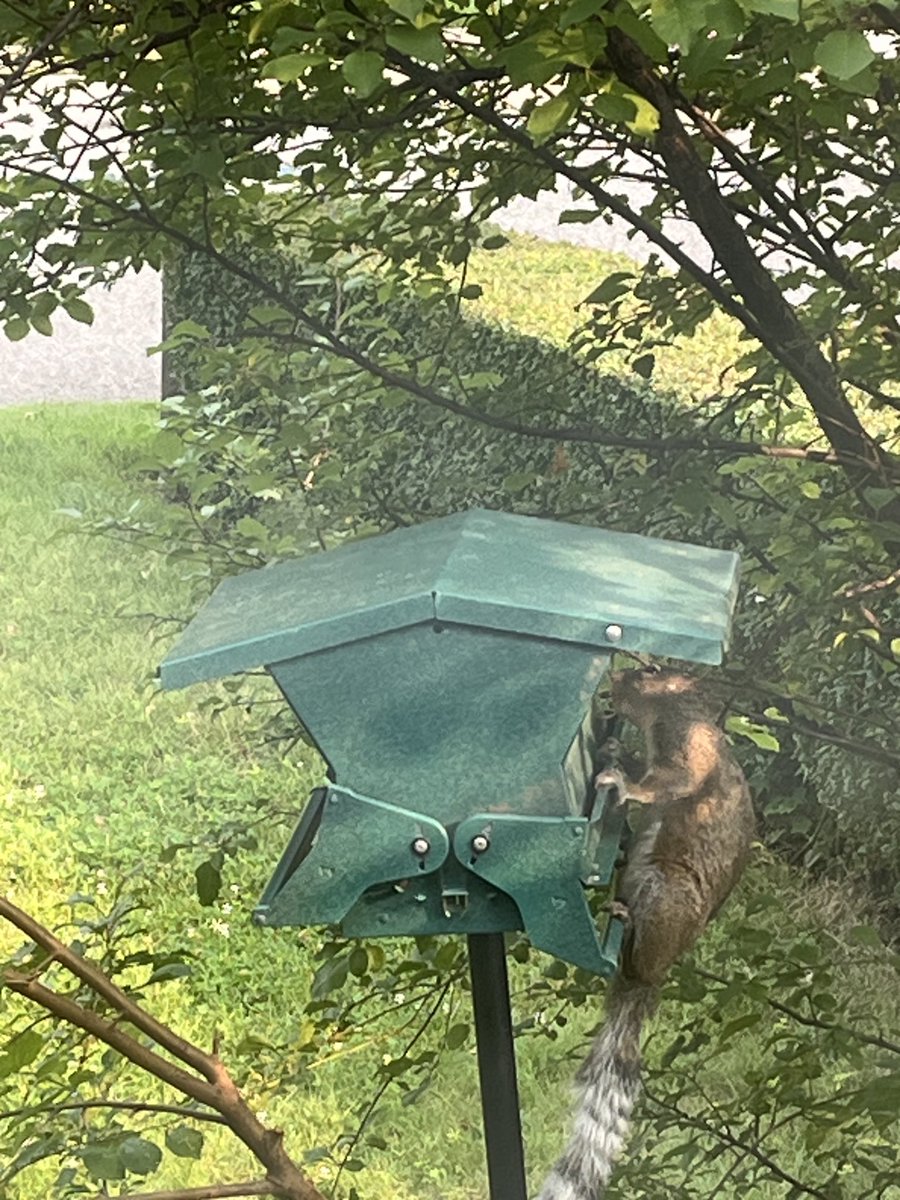 reddogcw's tweet photo. Earlier today, the Birdfeeder Sport Climbing event. #BackyardOlympics https://t.co/peFOkRmCdY