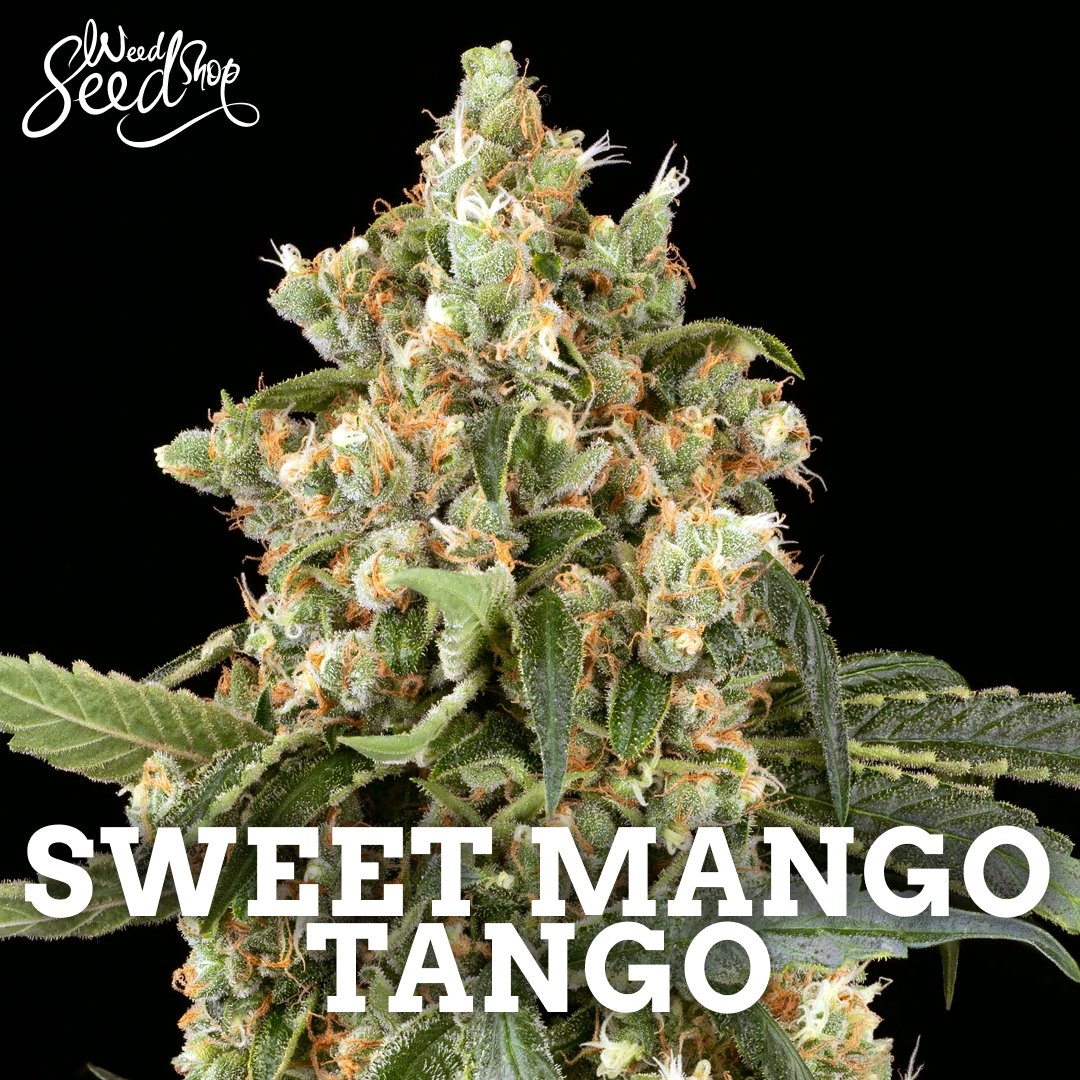 weedseedshop's tweet photo. ๐ฌ๐ฅญ๐
.
.
.
Shope here: https://t.co/7aGAsh6Fuw
#SweetMangoTango #aka #RS11 #StrainSpotlight #TopStrain #PotentStrain #HarvestSuccess #GrowBig #OutdoorSeason #OutdoorHarvest #GrowStrong #NatureWins #StressFree #ChillVibes #NaturalHealing #Relaxation #WSS https://t.co/WJ0WVGHBis