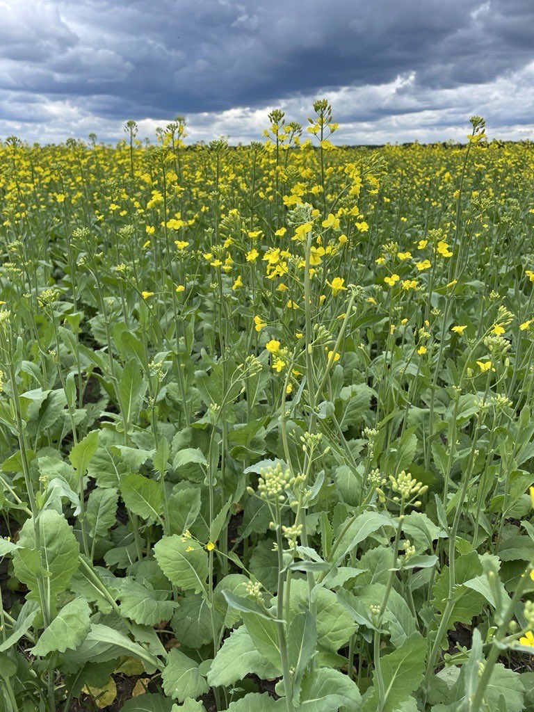 Nutrien Ag Solutions - Manitoba tweet media