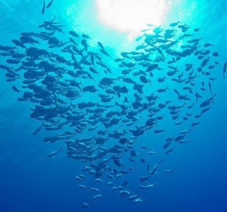 mer51222's tweet image. Oui, l'Amour est insensé
Il se jette à l'Eau, pourvu qu'Elle soit bleue
comme le Ciel des Terres oubliées🫧🫧🫧