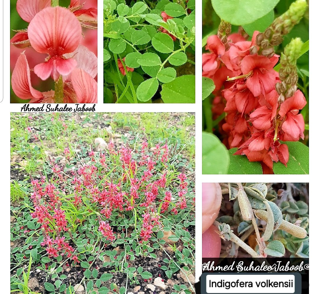 jaboobahmed7's tweet photo. #Indigofera_volkensii
محليا (إيذرور، حورور) عشبة زاحفة، حولية إلى حولين، الأوراق مركب ريشيا متعاقبة وذات زغب، الزهور حمراء، وهي عشبة رعوية تنمو في المناطق الجافة موسميا المتأثرة بالامطار الموسمية في سهول وقطن ظفار. #فلورا_عمان https://t.co/0XO0N5j3Pn