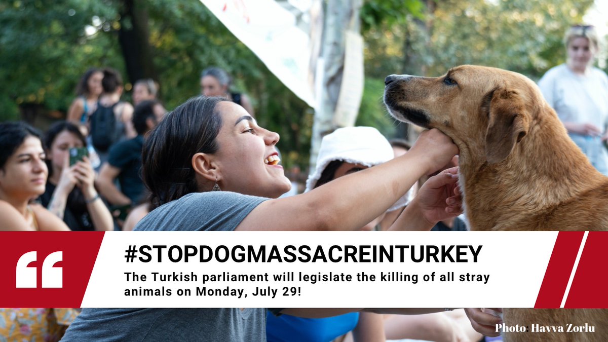 aslıalpar (@aslialpar) on Twitter photo The Turkish parliament will legislate the killing of all stray animals on Monday, July 29! Please be the voice of street animals and animal rights advocates in Turkey and share the hashtag #StopDogMassacreinTurkey.
For the details: docs.google.com/document/d/11a…
<a href="/onestpret/">On Est Prêt</a> The Turkish parliament will legislate the killing of all stray animals on Monday, July 29! Please be the voice of street animals and animal rights advocates in Turkey and share the hashtag #StopDogMassacreinTurkey.
For the details: docs.google.com/document/d/11a…
<a href="/onestpret/">On Est Prêt</a>