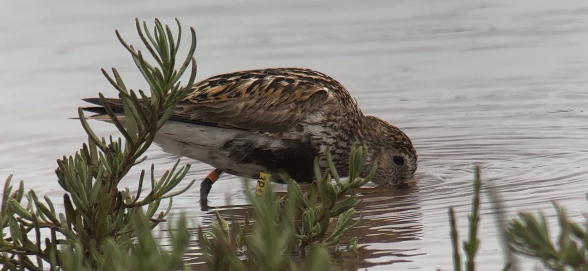 A couple of colour-ring sightings from this morning per <a href="/samgod96/">Sam Goddard</a>. First was a green colour-ringed Little Tern from Kilcoole, County Wicklow. Second a colour-ringed Dunlin which was last recorded in 8/6/19 at Ynyslas National Nature Reserve <a href="/LWTWildNews/">LWT Wild News</a> 
Photos - <a href="/samgod96/">Sam Goddard</a>