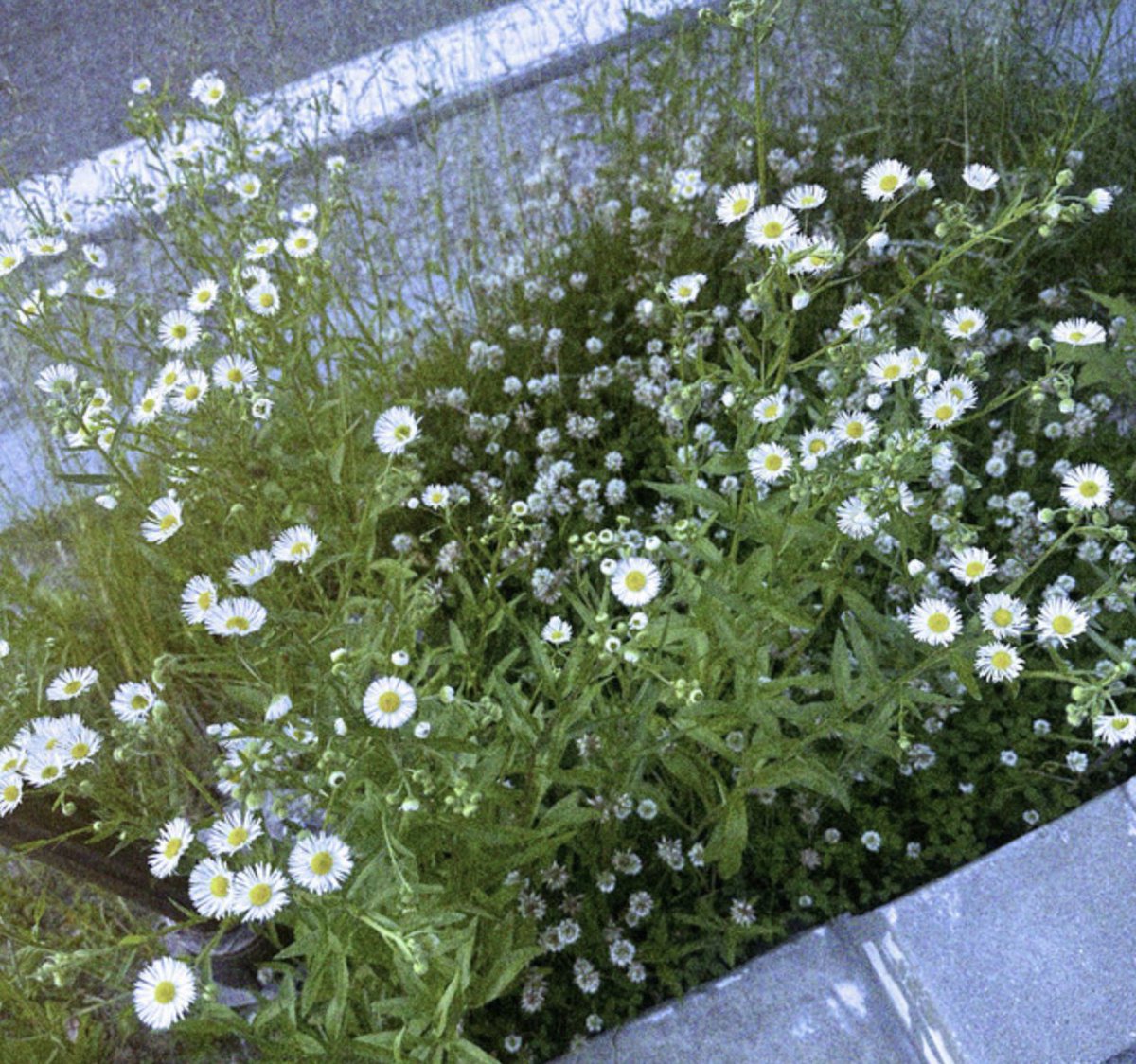 seoul_therapy's tweet image. OUT NOW: Life Without You by Kelly

🔗open.spotify.com/intl-pt/album/…

#LIFEWITHOUTYOU #KELLY