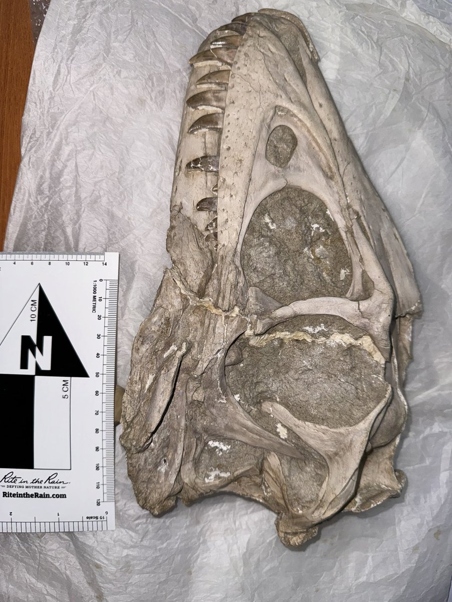 Got a few off the bucket list. Now off the Gobi we go…See you in 7 weeks folks! #MADEx24 #dinodig24