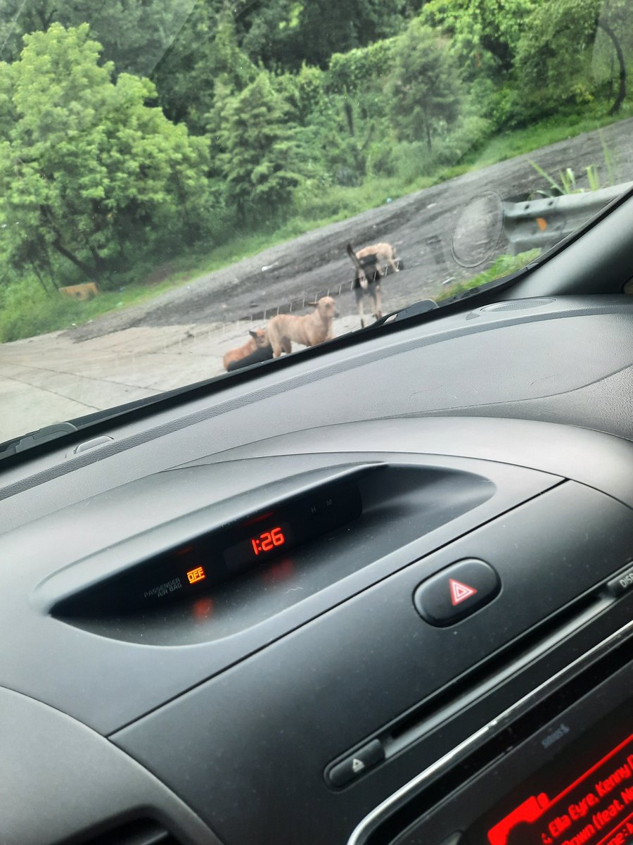 AesLee's tweet photo. Buen dia @ibaelsalvador ojala pudieran ayudar a estos perritos ya son como una manada,  estan bajando Los Chorros, tambien medio note no se si mis ojos fallan que una de las hembras esta preñada, ojala puedan ayudarlos! https://t.co/mL8b1SIR3M