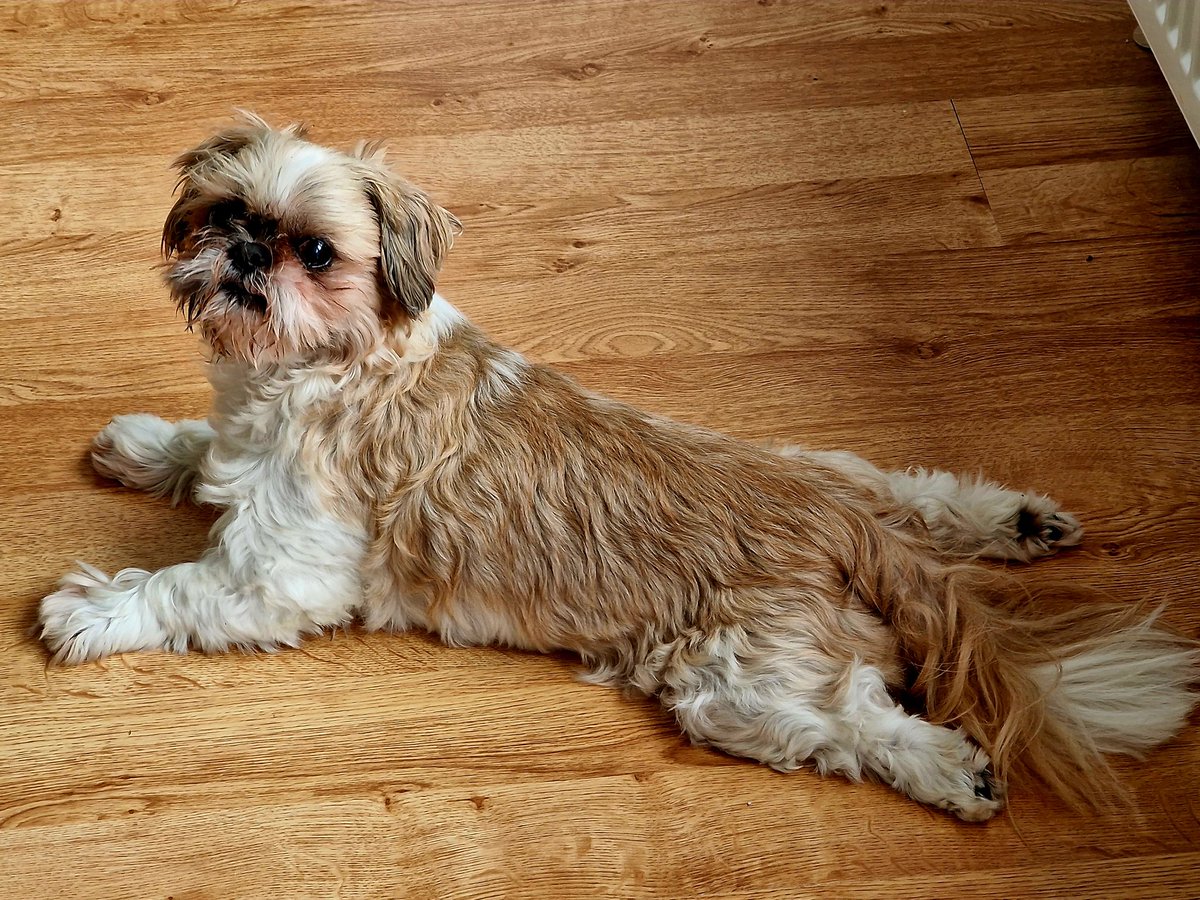MarkNarrations's tweet photo. Apparently it's national Shih Tzu day somewhere so any excuse to post Poppy! Hehe ❤️ https://t.co/qIP1IUR9X4