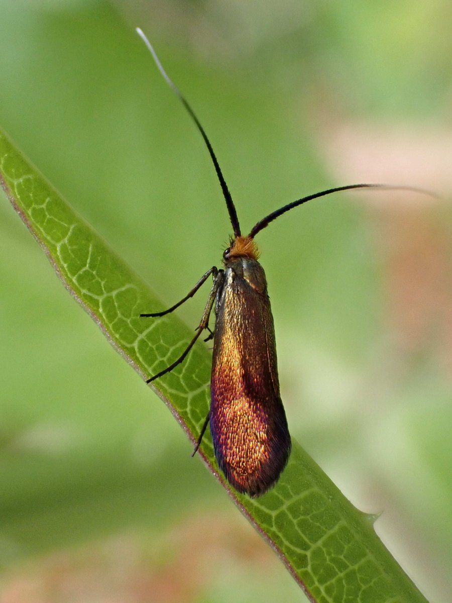 JaneVThomas's tweet photo. @markweb29890220 Looks good to me! Here's one from York a couple of weeks ago. We usually find them ovipositing into Teasel flowers - they ignore the Scabious nearby. https://t.co/b8Nmp9Mpv8