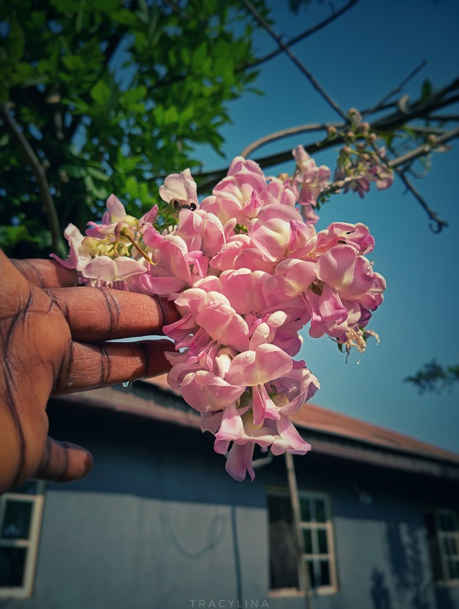 tracylina🤍 tweet media