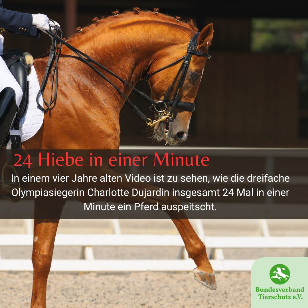 Und wieder Tierquälerei im Pferdesport. Überrascht uns das? Nicht wirklich. Dass Leistungen im Reitsport mit Peitsche und Co erzwungen werden, ist bekannt, wird immer wieder entschuldigt und bagatellisiert. Wir sagen: Schluss mit der Unterwerfung von Pferden!#Olympia
