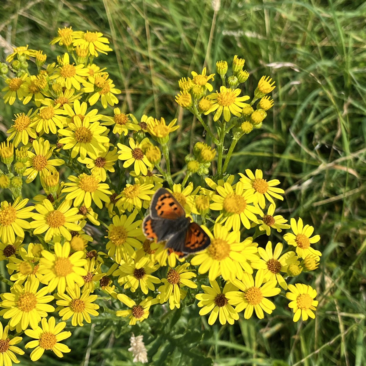 Peter Coles tweet media