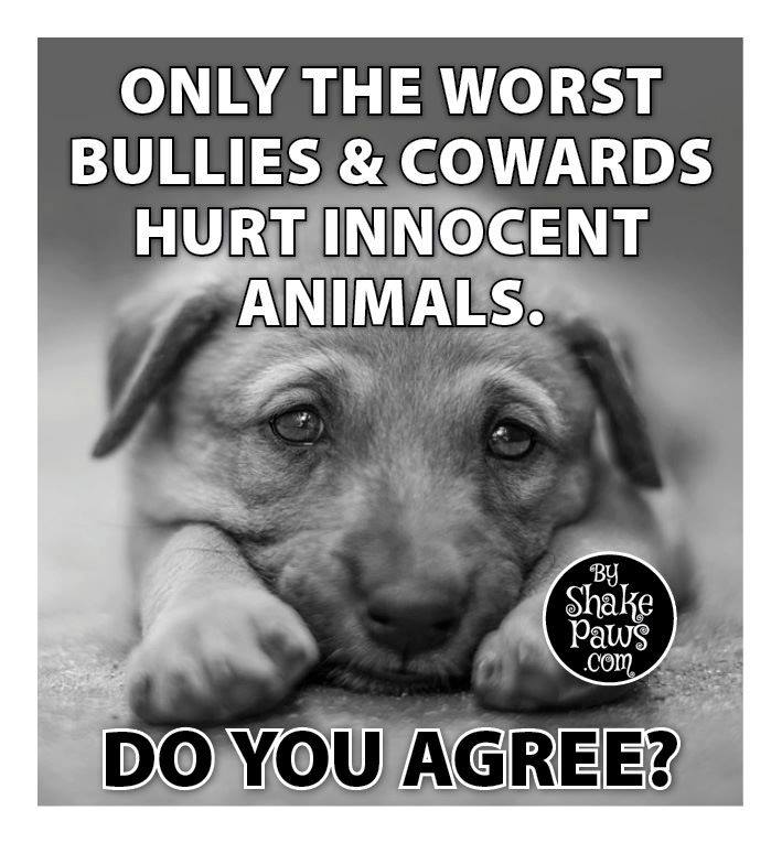 Pawzazzle's tweet image. I agree!!!! DO YOU?