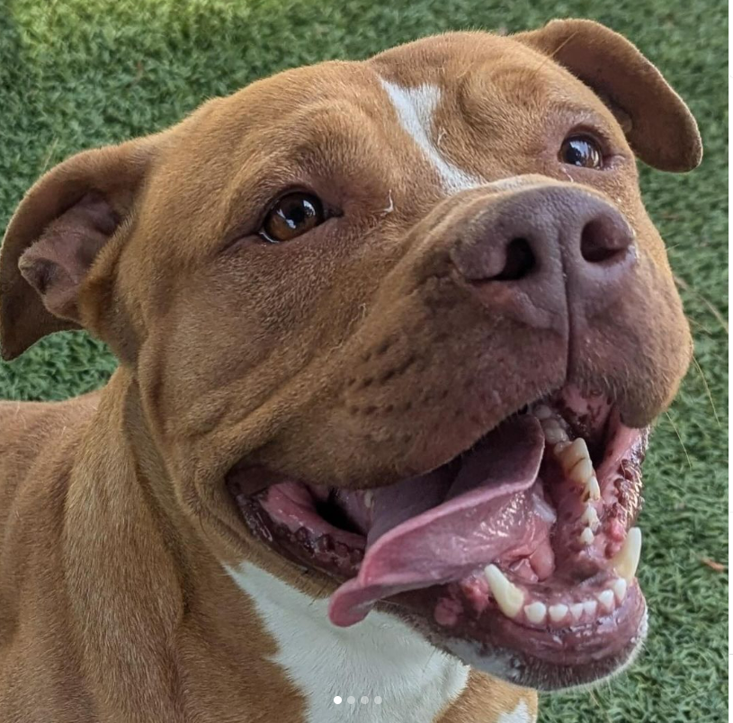 mapleveewesem's tweet photo. 💔🆘💔Big boy COCHISE, 5 yo 76 lb, on the Downey #California ACC euth list. Can be killed anytime😱So overlooked😢Not a fan of other dogs, but he LOVES people. Very treat motivated & craves attention. Plz #ADOPT or offer to #FOSTER today🙏
#A5633816 info⬇️ https://t.co/sN9SXdy71P