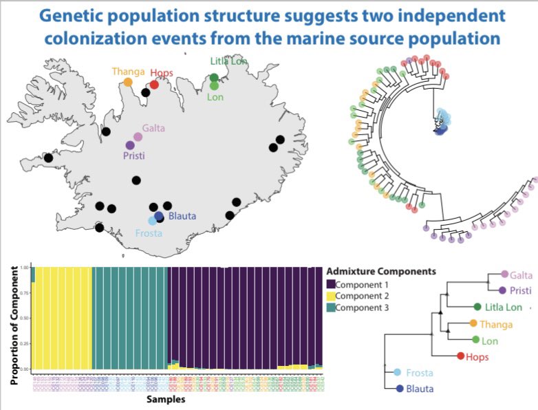 🗣️I’ll be at #Evol2024 as part of UDE: poster board A4 session 1 on Sat. July 27th

I pop-gen’d populations of Icelandic sticklebacks revealing their diversification history. Do we see their sensory transcriptomes reflect the population structure and/or ecology?