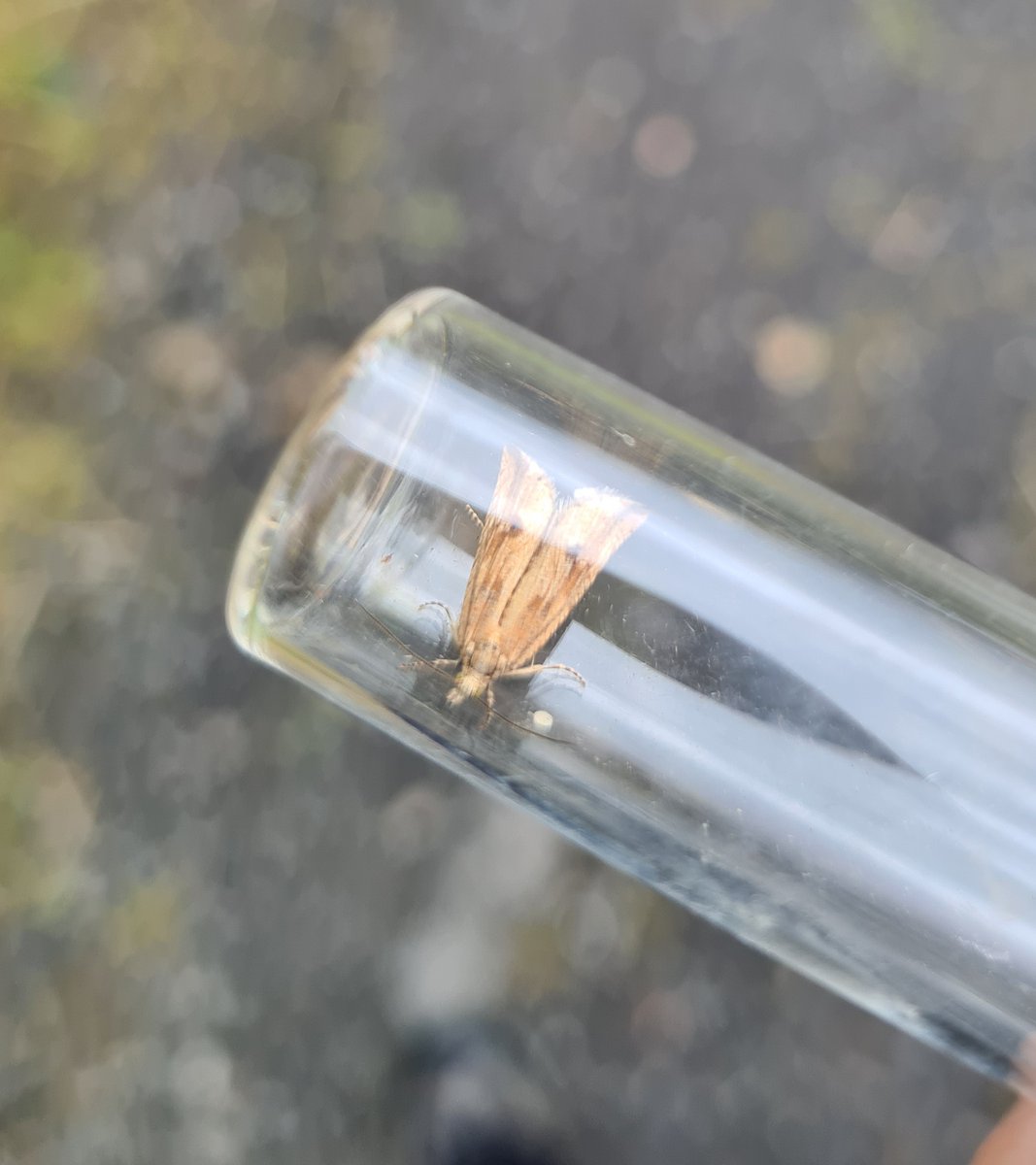 Some moths from a Scottish bog. Could these be 1. Smoky Wave? 2.Crambus ericella? (Or silvella?) And 3. is a mystery thing that I photographed very badly. <a href="/MOTHIDUK/">UK Moth Identification</a>
