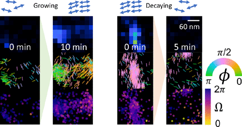 NikonInst's tweet photo. Researchers apply #LiveCell #SuperResolution single molecule orientation localization #Microscopy, a type of #SMLM using polarized detection to estimate molecular orientation, towards uncovering the nano-architecture of growing/decaying amyloid fibrils: https://t.co/gH1M1iTfYt https://t.co/DyxjYhHNMD